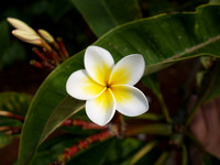 Hawaii